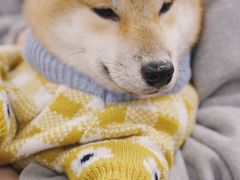 -豆柴町-柴犬主题狗咖(红鼎国际C座店)