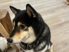 -柴迷FANS CLUB·柴犬狗咖·猫咖