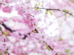 -北京张裕爱斐堡酒庄