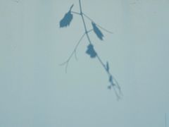 -ZING鲸鱼啤酒(葡萄院店)