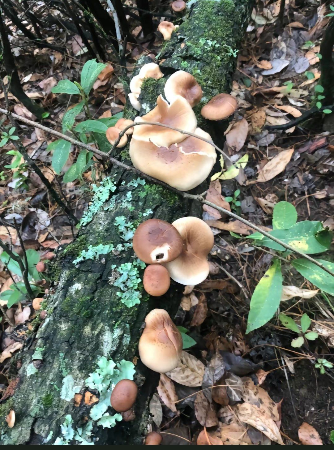 大自然的滋味