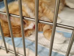-艾吉宠物医院·疑难杂症转诊中心·猫友好(碧江路院)