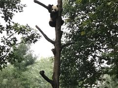 -都江堰中华大熊猫苑
