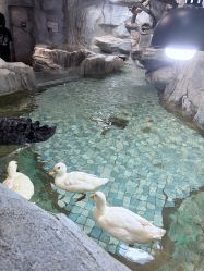 -Zoolung Zoolung动物主题公园(海信广场店)