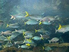 -上海海洋水族馆