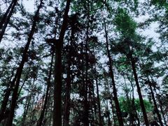 -象山森林公园