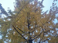 -四川大学(华西校区)