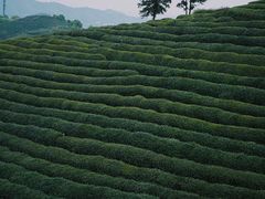 -龙坞茶村