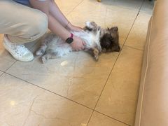 -瑞派申生动物医院·24H夜诊·国际动物医疗中心·骨外科(吴中路店)