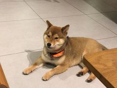 -柴务处·柴犬主题狗咖