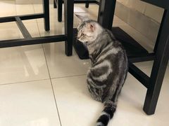 -鼓捣猫呢主题猫咖店