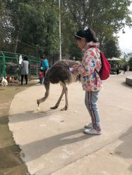 -上美四季动物农场