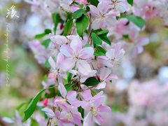 -海棠花溪(元大都城垣遗址公园)