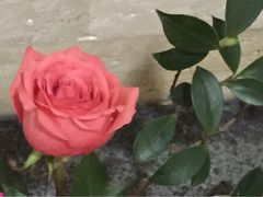 聚龙大酒店-九华山聚龙大酒店