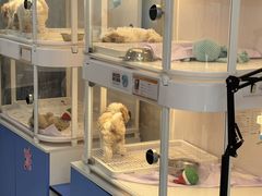 -翊宠yipet猫狗购宠庄园犬舍•猫舍