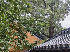 -灵谷景区