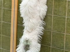 -帕帕拉兹宠物(亚洲旗舰店)