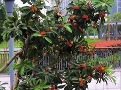 -洋湖国家湿地公园