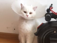-瑞派·关忠动物医院·猫专科·犬专科(三环新城店)
