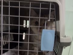 -佳雯宠物医院·皮肤科·内外科(春晓路分院)