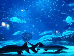 -太平洋海底世界