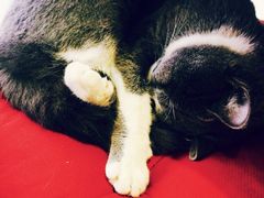 Mikaku-MIKAKU(万达广场上海宝山店)