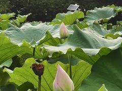 -陈家山荷花公园