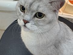 -momokira米努特·德文卷毛猫·棉花面纱犬