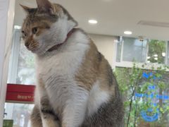 -伟伟宠物医院·CT影像中心·瑞派犬猫综合性门诊(汉口总院)