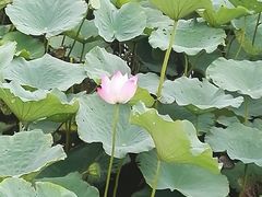 -天津东丽湖风景区