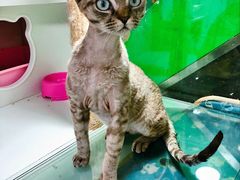 -李小姐の猫咖啡馆(五角场店)