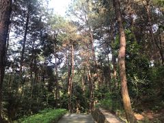 -铁山坪森林公园