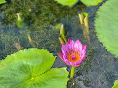 -深圳仙湖植物园