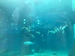 -北戴河圣蓝海洋公园