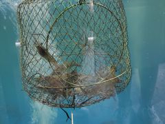 -SHRIMP CLUB万东餐饮钓虾·清吧