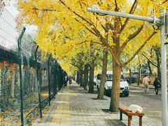 -三里屯东五街银杏大道