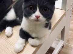 -李小姐の猫咖啡馆(五角场店)
