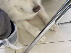 -怪兽屋·羊驼·猫咖·狗咖(俊华广场店)