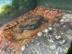 -上海大自然野生昆虫馆(东方明珠·爬宠昆虫探索中心)