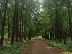 -上海海湾国家森林公园