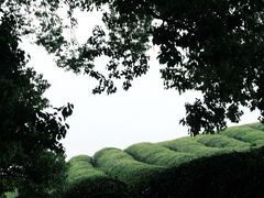 -径山花海