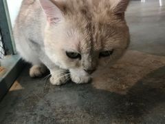 -喵屿·大理花园猫咖