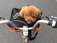 -PETKIT 小佩宠物·低压洗护·美容·寄养(安远店)