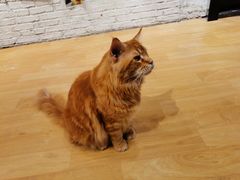 -藏猫猫咖啡主题馆(中央大道店)