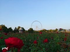 -石家庄市植物园