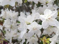 -羊亭河湿地公园