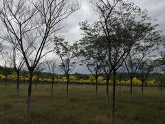 -东郊湿地公园