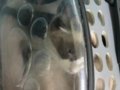 -乖乖宠物医院·猫科·急重症中心(车站北路分院)