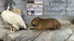 -Zoolung Zoolung动物主题公园(海信广场店)