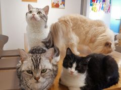-有喵·猫咖·狗咖·30几只猫10只小狗(岗厦店)